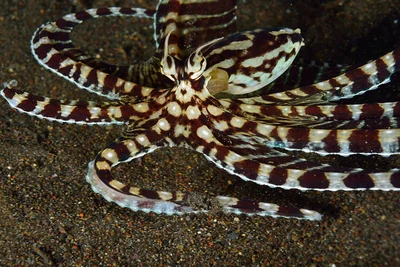 Thaumoctopus mimicus