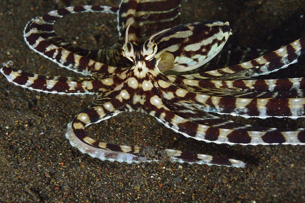 Thaumoctopus mimicus