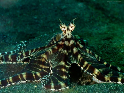 Mimic Octopus (Thaumoctopus mimicus)