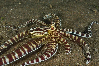 Thaumoctopus mimicus