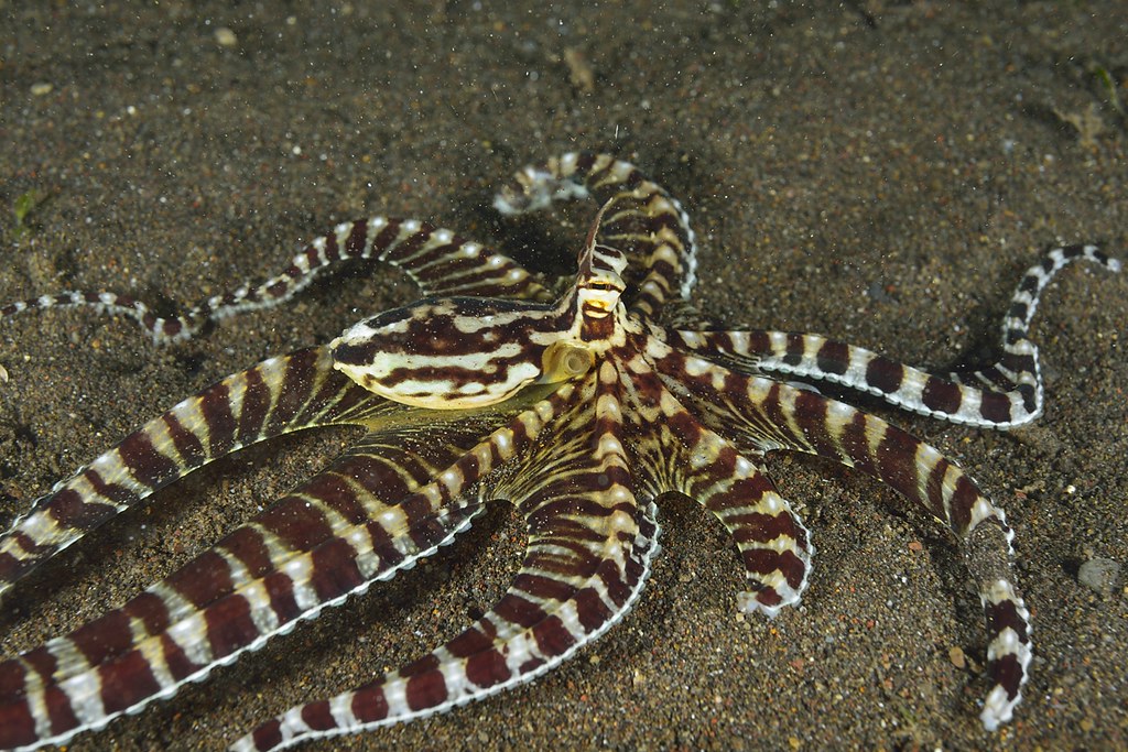 Thaumoctopus mimicus