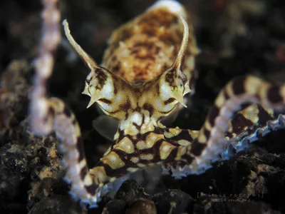 Mimic octopus
