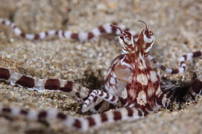 Thaumoctopus mimicus 擬態章魚