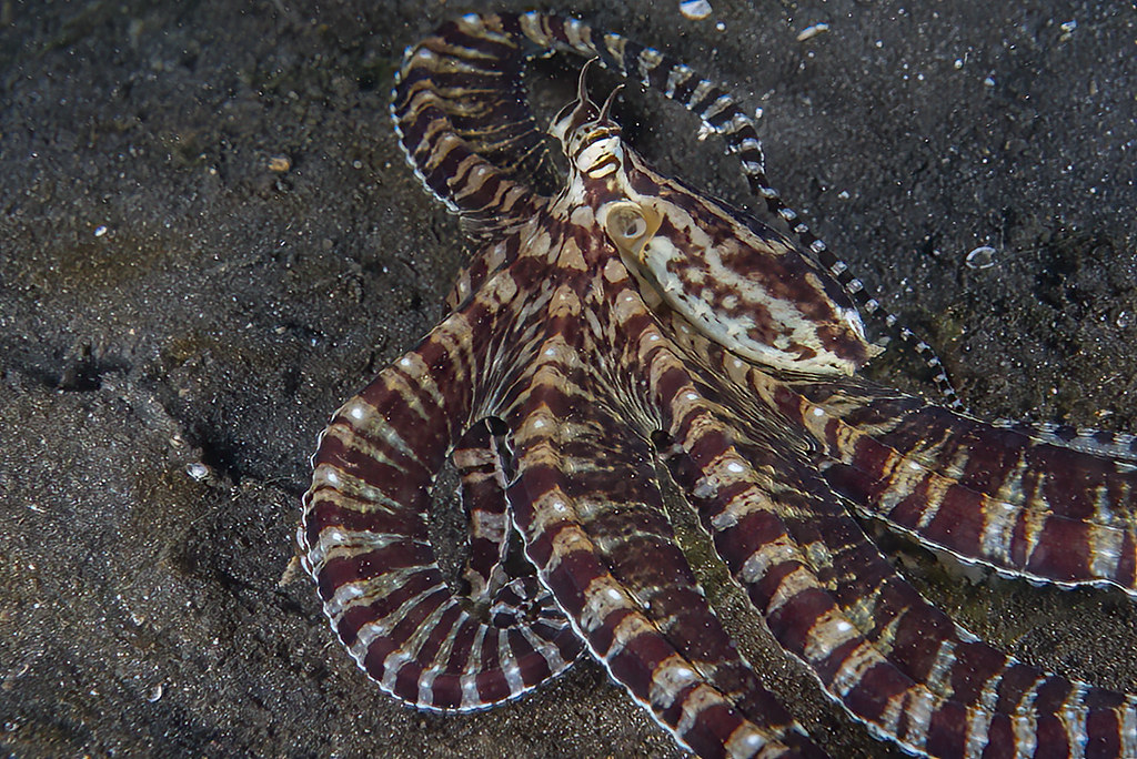 Thaumoctopus mimicus