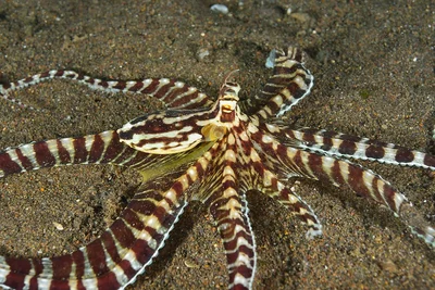 Thaumoctopus mimicus