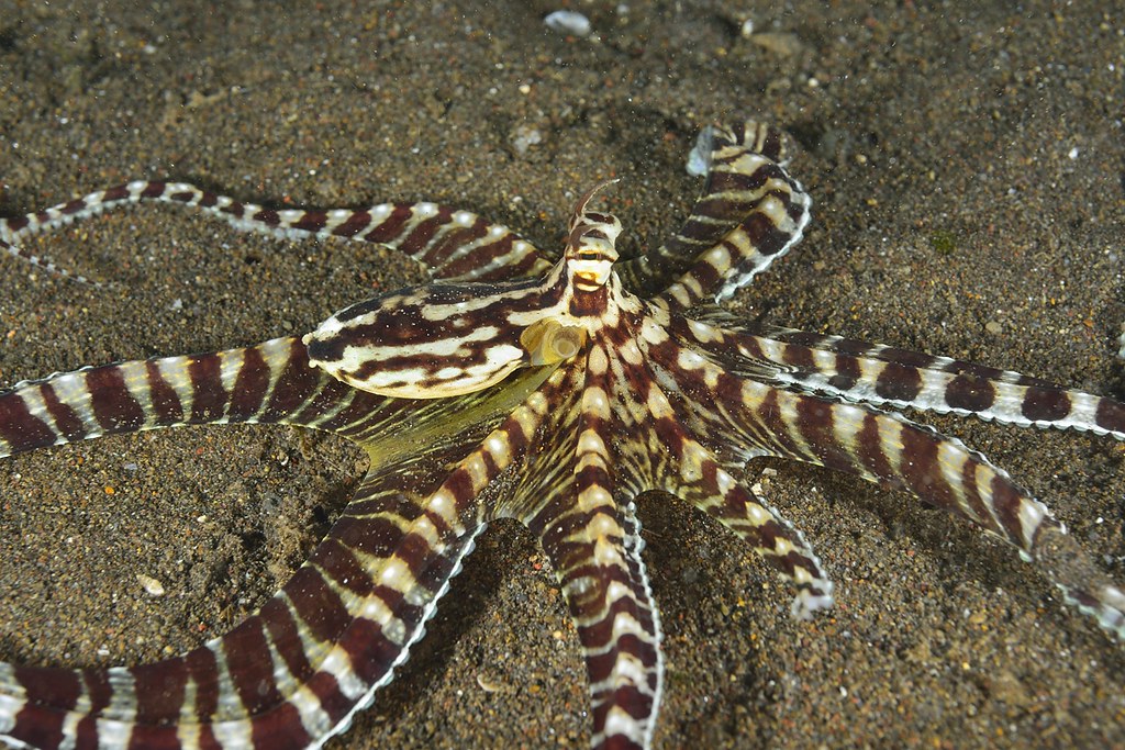 Thaumoctopus mimicus