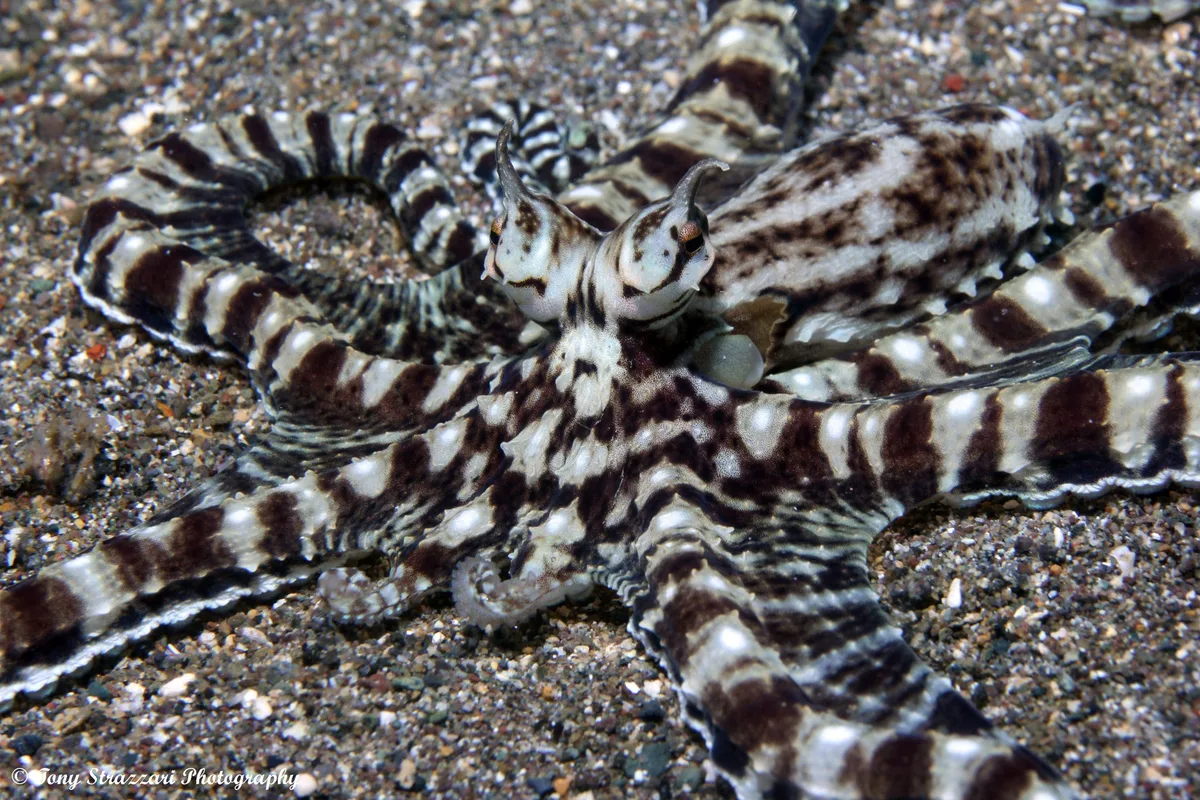 Thaumoctopus mimicus - Mabini, Batangas, Philippines
