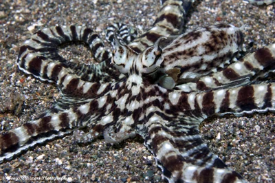 Thaumoctopus mimicus - Mabini, Batangas, Philippines