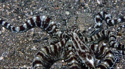 Thaumoctopus mimicus - Mabini, Batangas, Philippines