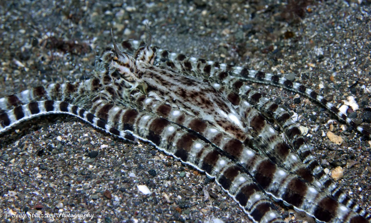 Thaumoctopus mimicus - Mabini, Batangas, Philippines