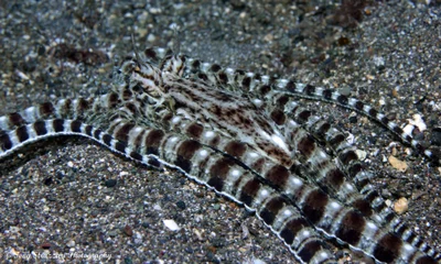 Thaumoctopus mimicus - Mabini, Batangas, Philippines