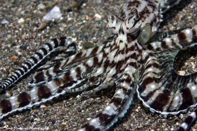 Thaumoctopus mimicus - Mabini, Batangas, Philippines