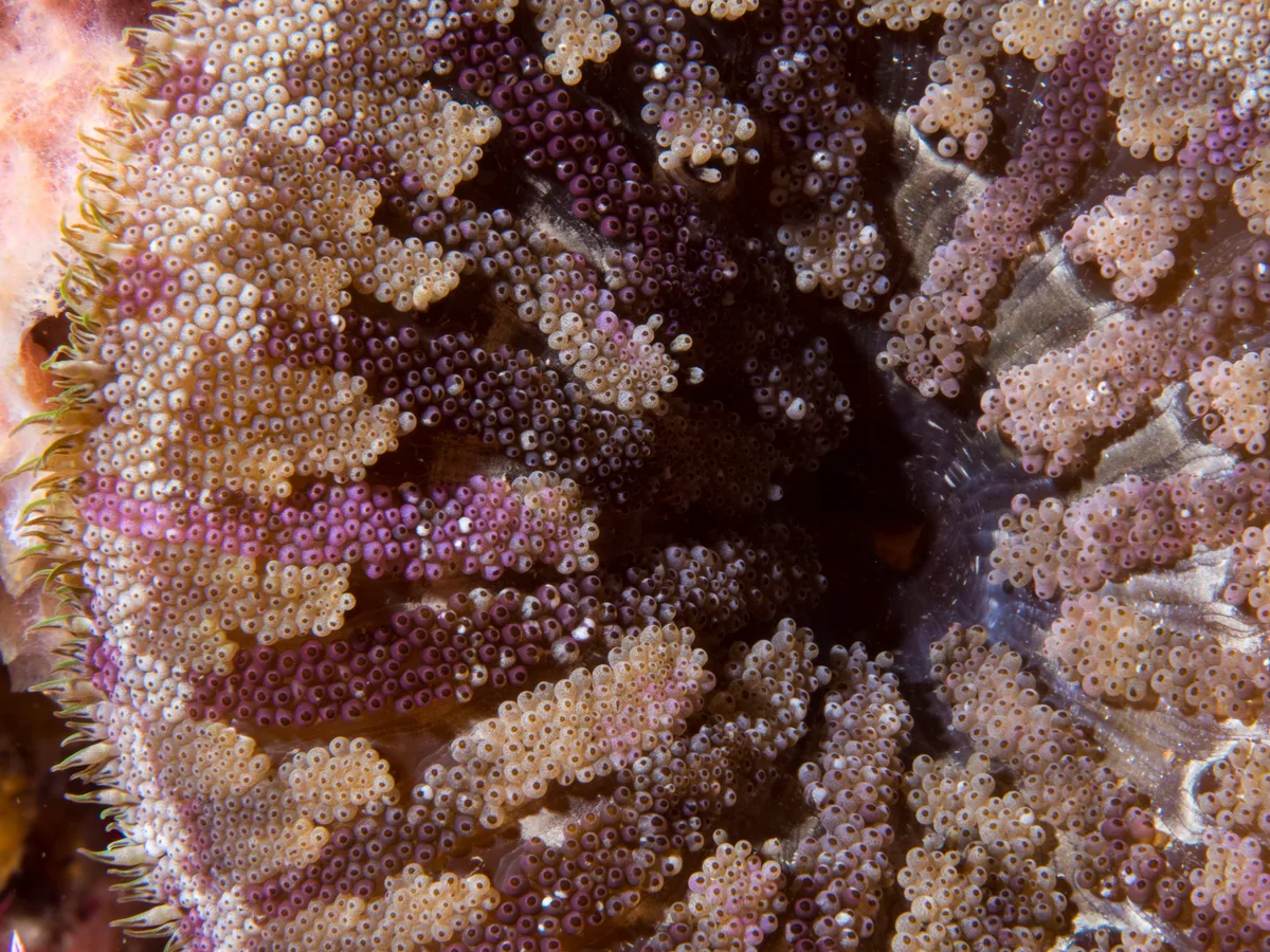 Mini Carpet Anemone - Stichodactyla tapetum