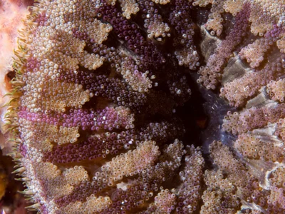 Mini Carpet Anemone - Stichodactyla tapetum