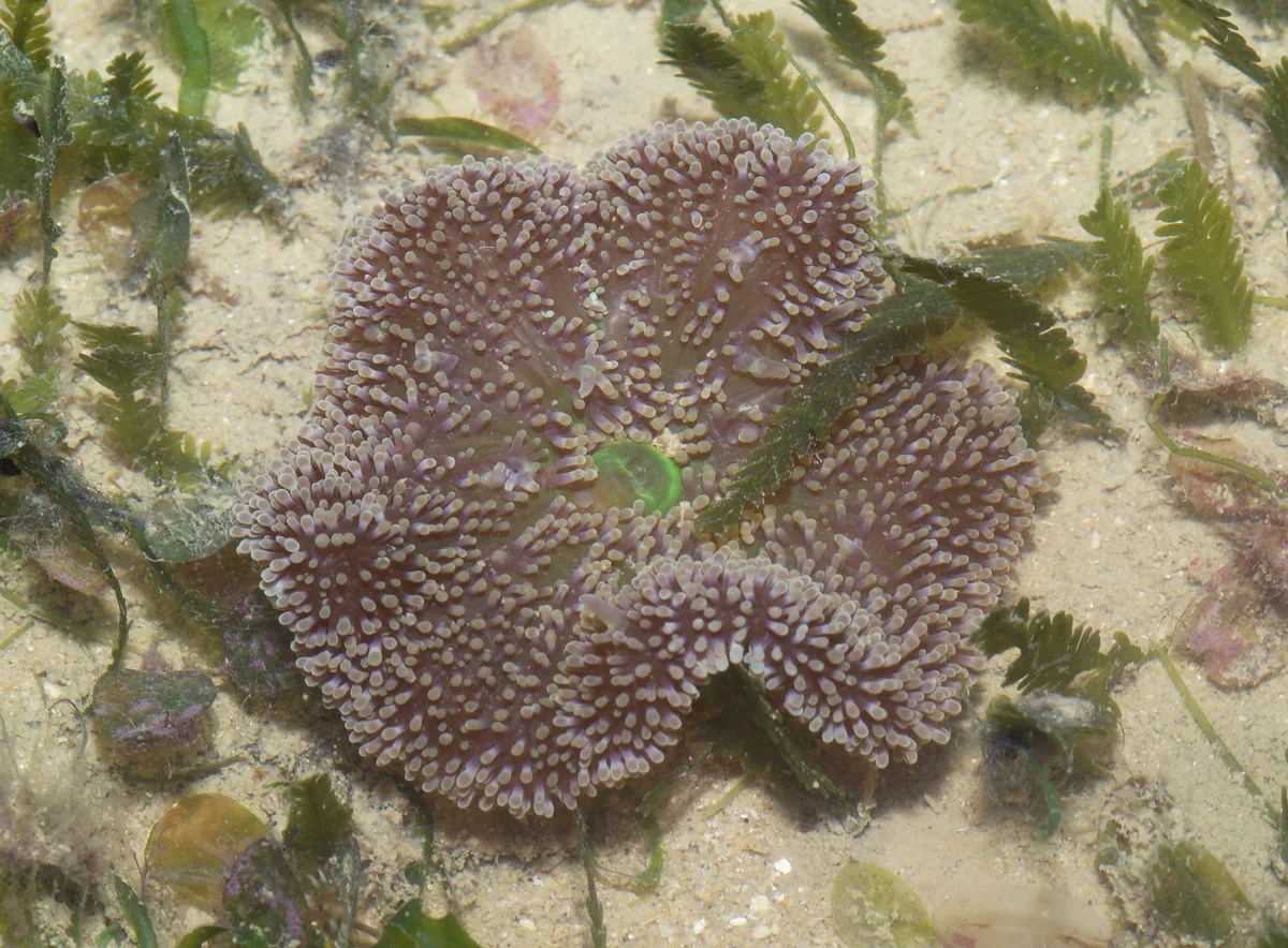Mini carpet anemone (Stichodactyla tapetum)