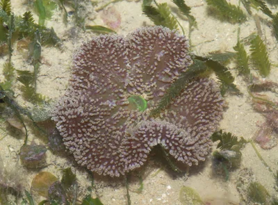 Mini carpet anemone (Stichodactyla tapetum)