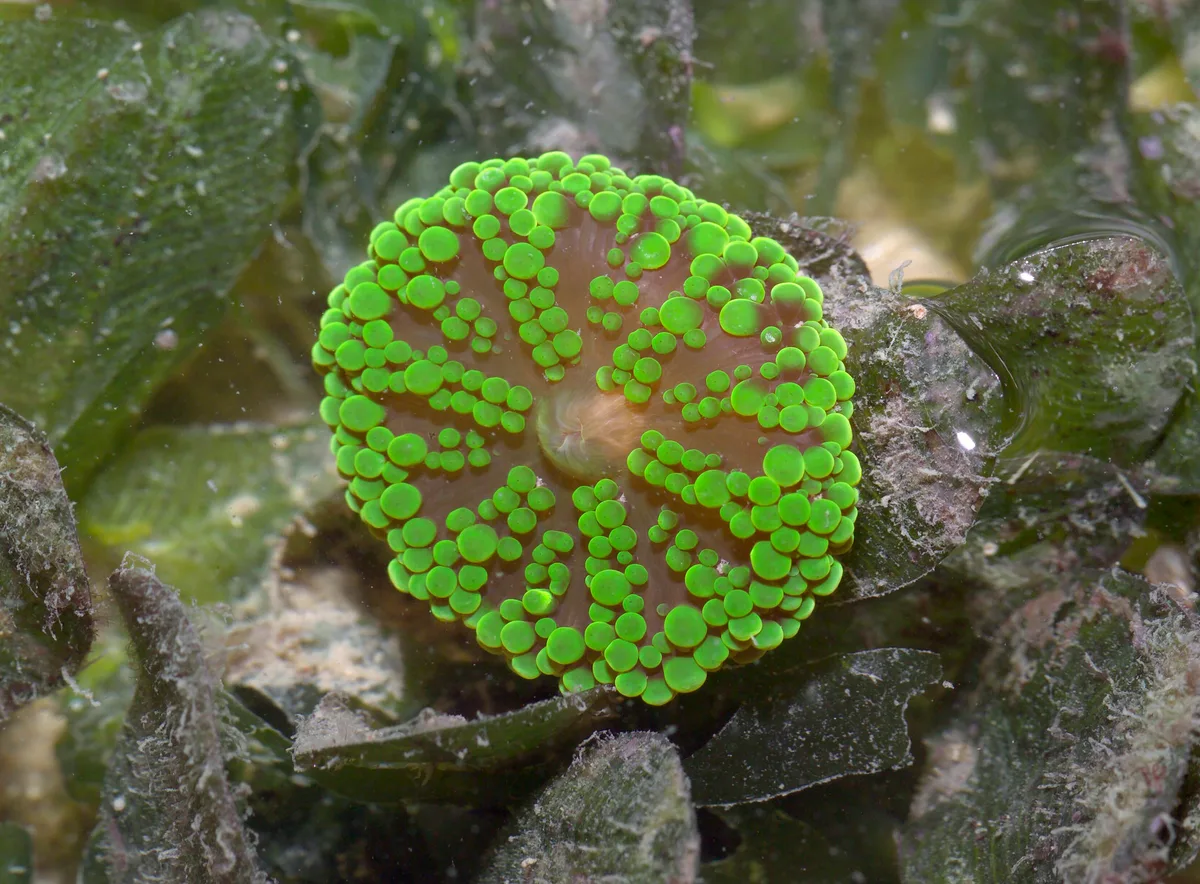 Mini carpet anemone (Stichodactyla tapetum?)