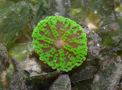 Mini carpet anemone (Stichodactyla tapetum?)