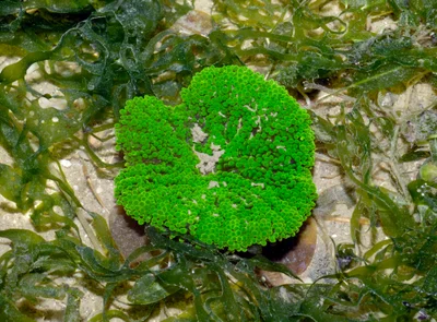Mini carpet anemone (Stichodactyla tapetum)