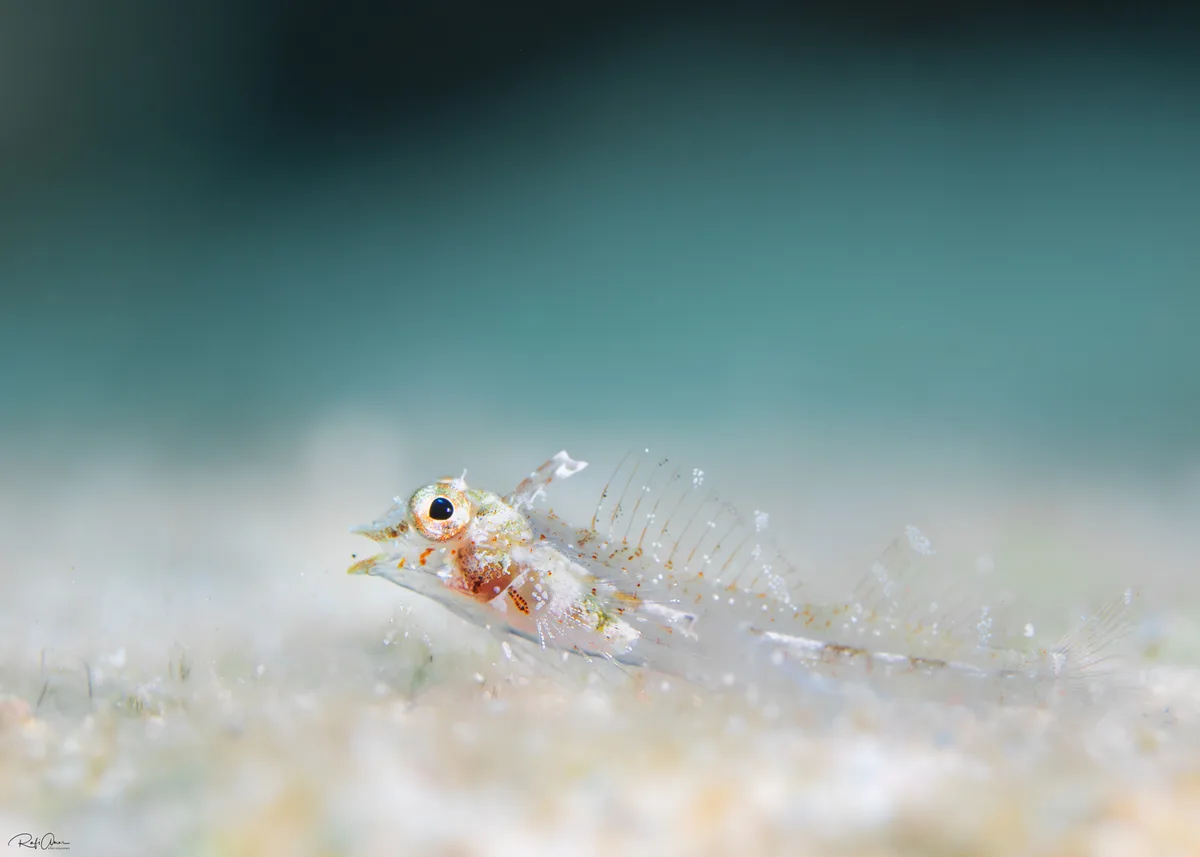Minute Triplefin