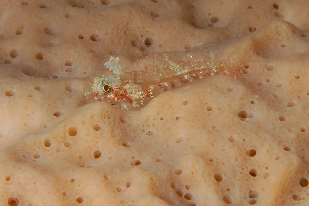 Enneapterygius pusillus