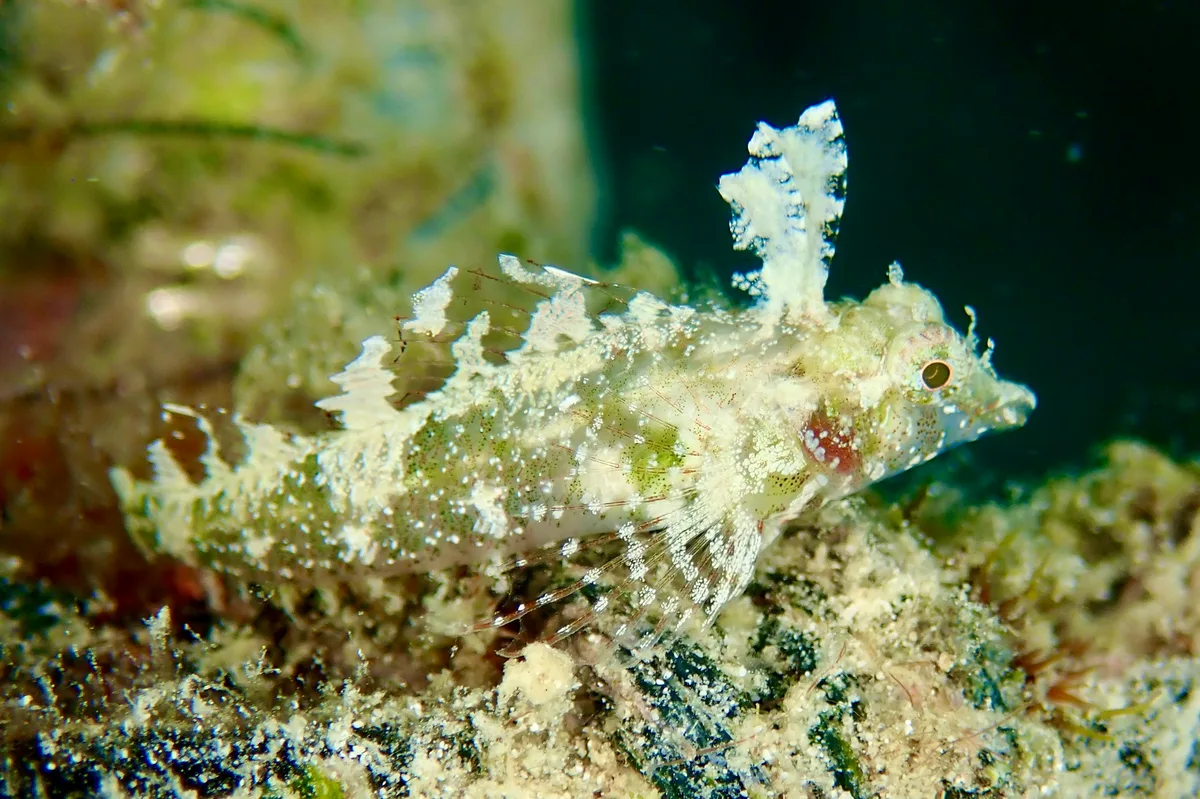 Enneapterygius pusillus - Mabul Island, Sabah, Malaysia