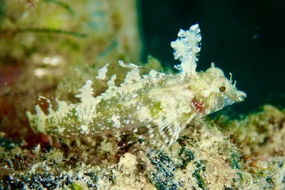 Enneapterygius pusillus - Mabul Island, Sabah, Malaysia