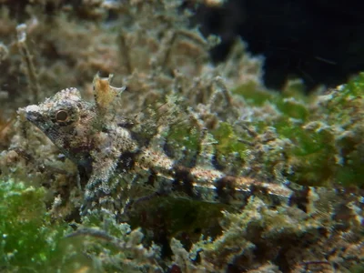 Enneapterygius pusillus - Lungalunga, KE-KW, KE