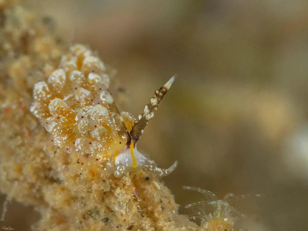 Favorinus mirabilis