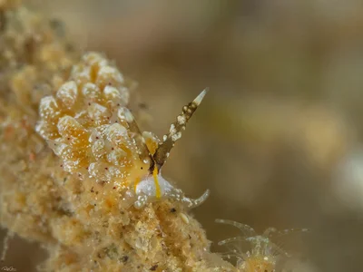 Favorinus mirabilis