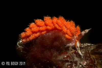 Favorinus mirabilis