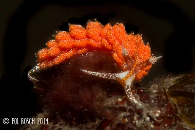 Favorinus mirabilis