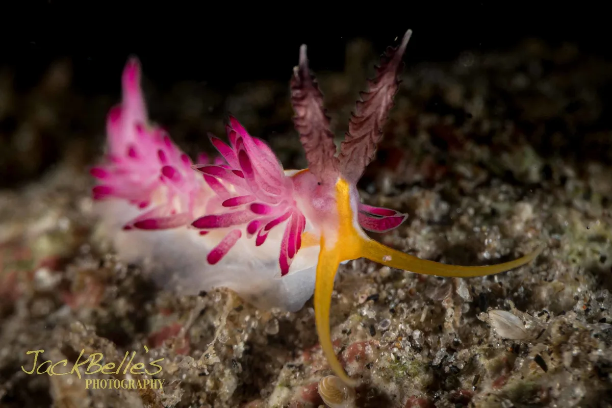 Favorinus mirabilis