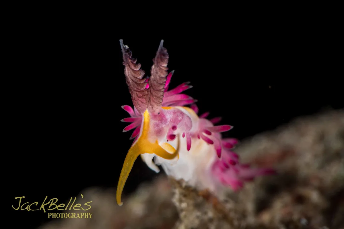 Favorinus mirabilis