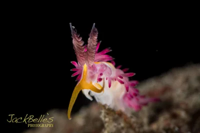 Favorinus mirabilis