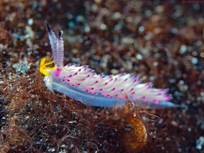 Favorinus mirabilis