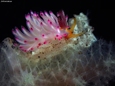 Favorinus mirabilis eat egg ribbon