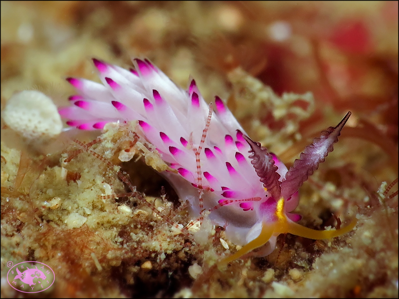 Nudibranch (Favorinus mirabilis)