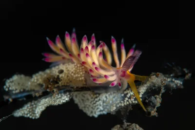 Favorinus mirabilis