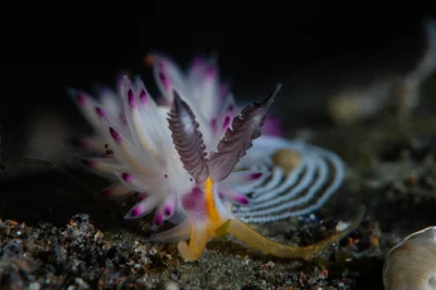 Favorinus mirabilis