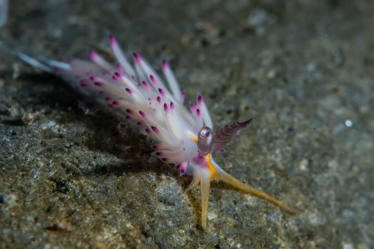 Favorinus mirabilis