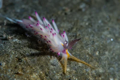 Favorinus mirabilis