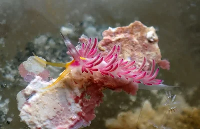 Favorinus mirabilis