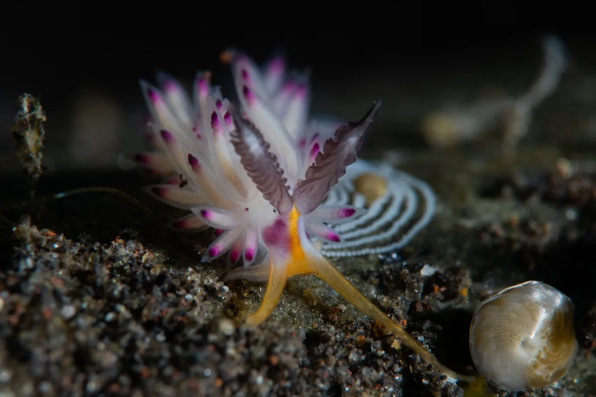 Favorinus mirabilis