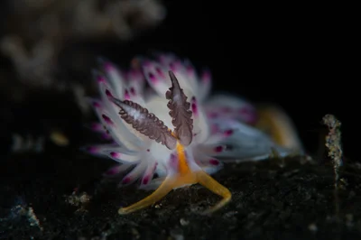 Favorinus mirabilis
