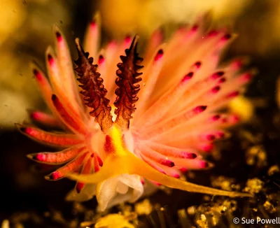 Favorinus mirabilis