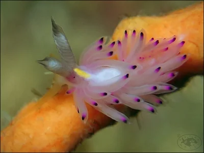 Nudibranch (Favorinus mirabilis)