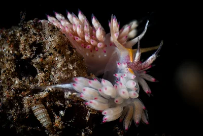 Favorinus nudis meeting