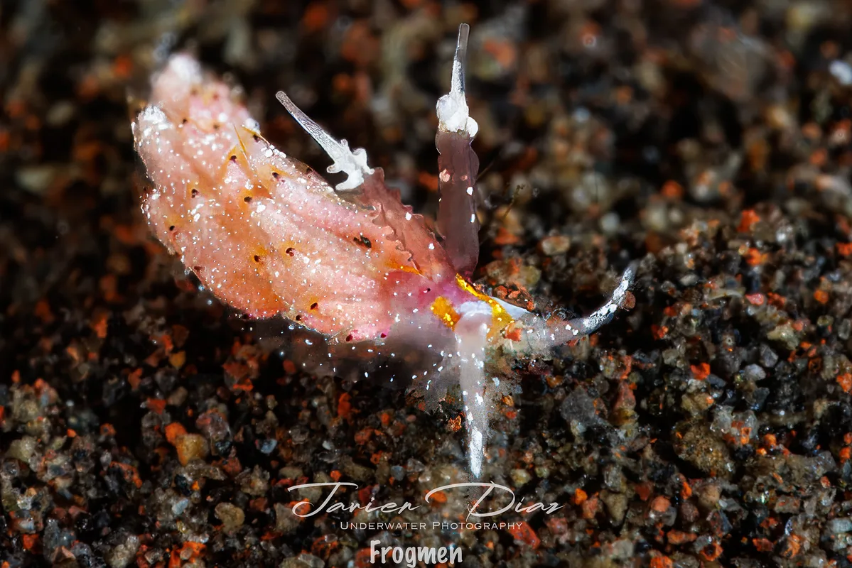 Favorinus mirabilis. Tulamben. Bali.