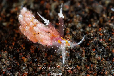 Favorinus mirabilis. Tulamben. Bali.